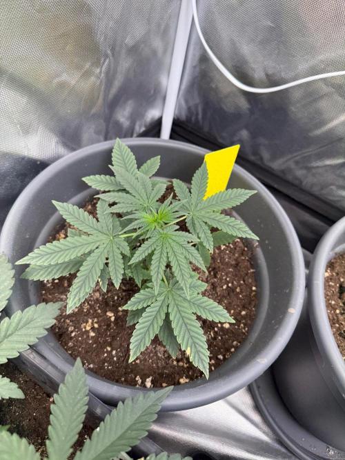 FastBuds x Medic grow test. Week 4