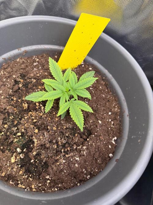 FastBuds x Medic grow test. Week 4