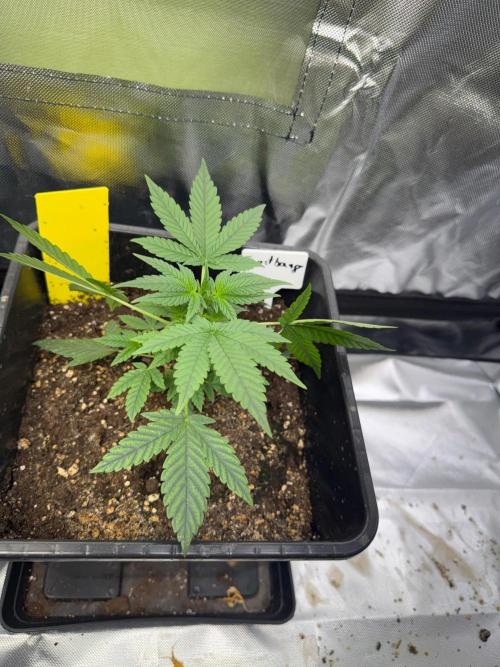 FastBuds x Medic grow test. Week 4