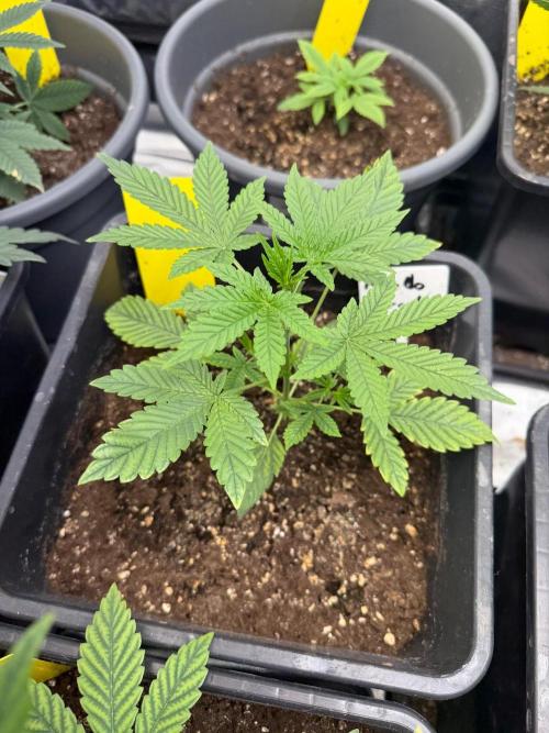 FastBuds x Medic grow test. Week 4