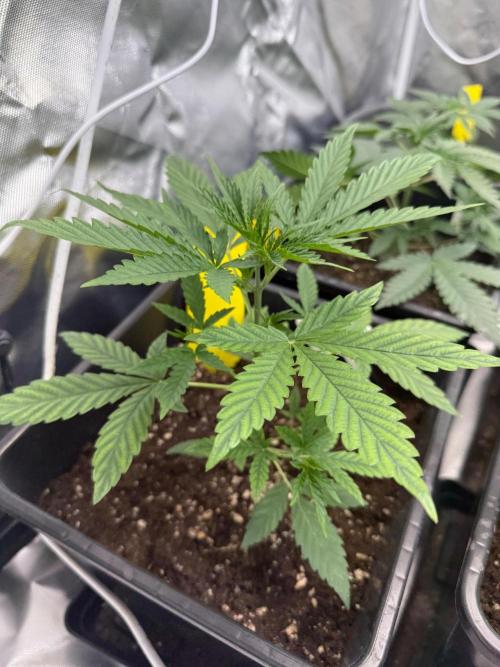 FastBuds x Medic grow test. Week 4