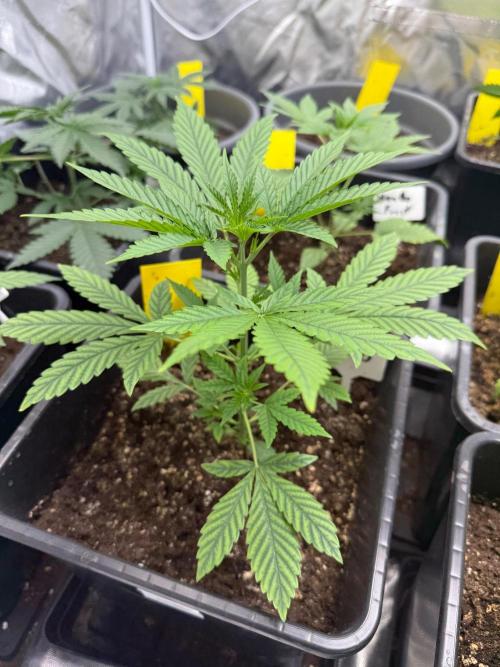 FastBuds x Medic grow test. Week 4