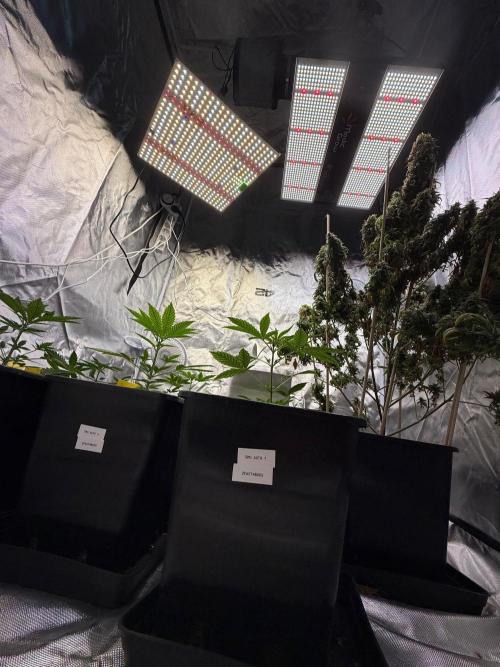 FastBuds x Medic grow test. Week 4