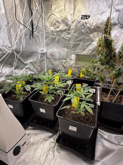 FastBuds x Medic grow test. Week 4