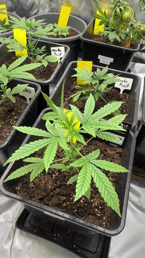 FastBuds x Medic grow test
