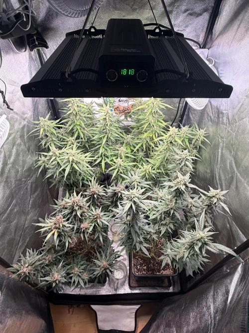 Fastbuds unreleased champions mix auto. Week 9