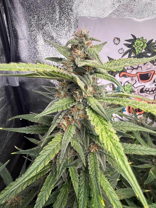Fastbuds unreleased champions mix auto. Week 9