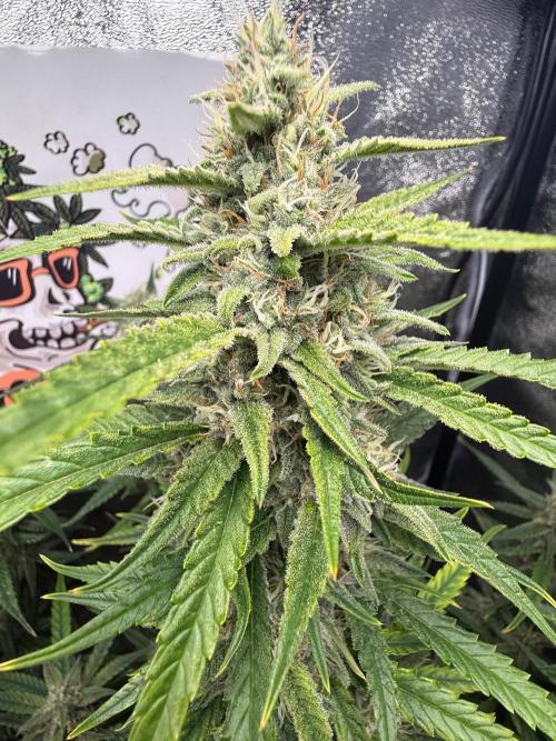 Fastbuds unreleased champions mix auto. Week 9