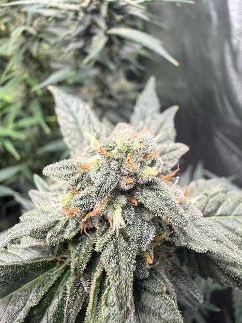 Fastbuds unreleased champions mix auto. Week 9