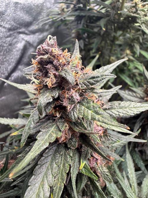 Fastbuds unreleased champions mix auto. Week 9