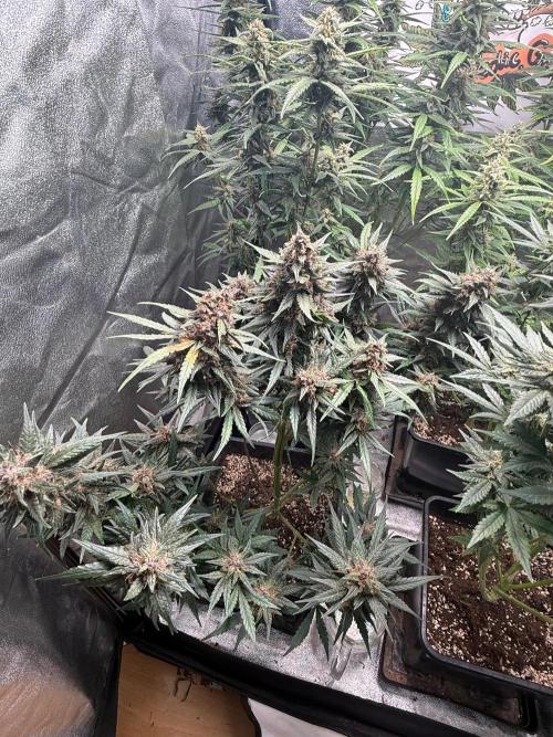 Fastbuds unreleased champions mix auto. Week 9