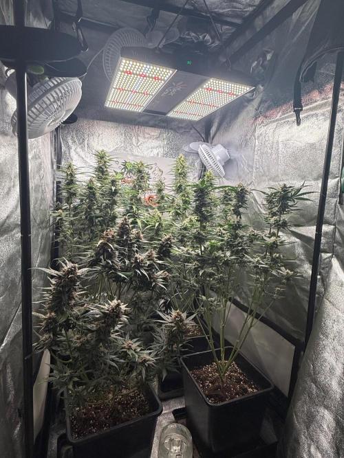 Fastbuds unreleased champions mix auto. Week 9