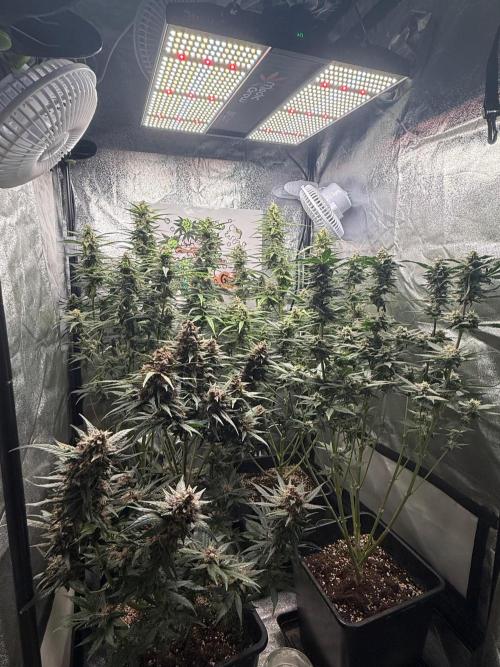 Fastbuds unreleased champions mix auto. Week 9