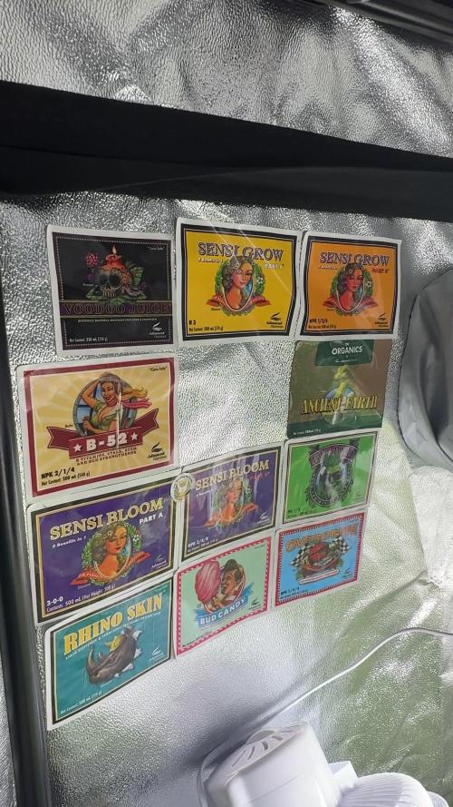 Fastbuds unreleased champions mix auto