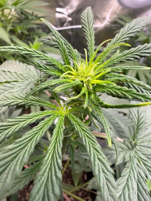 FastBuds x Medic grow test. Week 5