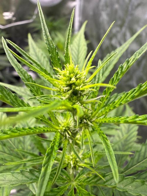 FastBuds x Medic grow test. Week 5