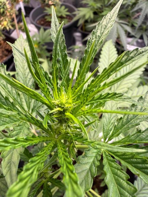 FastBuds x Medic grow test. Week 5