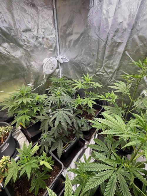 FastBuds x Medic grow test. Week 5