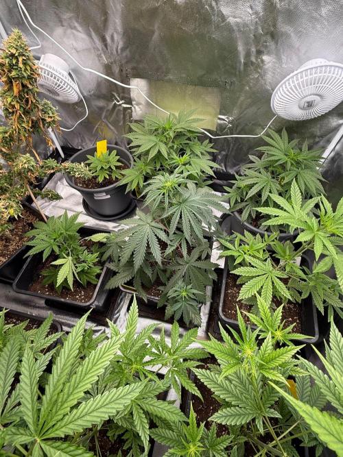 FastBuds x Medic grow test. Week 5