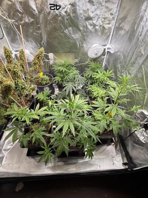 FastBuds x Medic grow test. Week 5