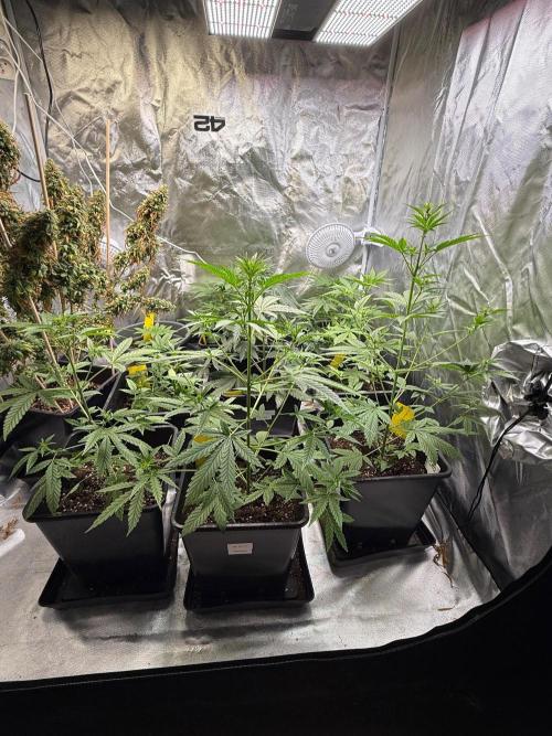 FastBuds x Medic grow test. Week 5