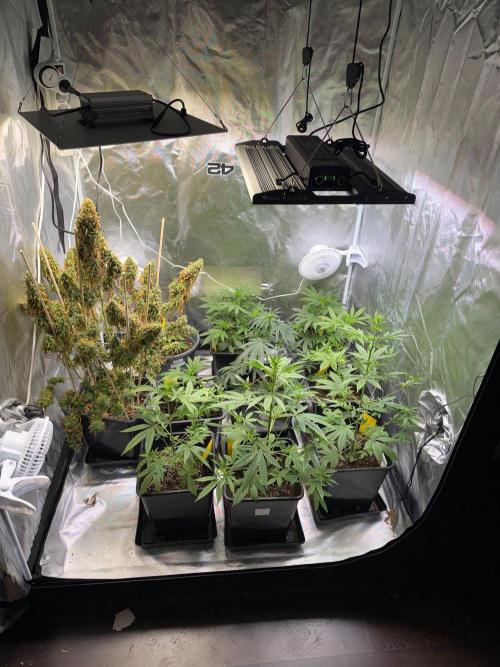 FastBuds x Medic grow test. Week 5