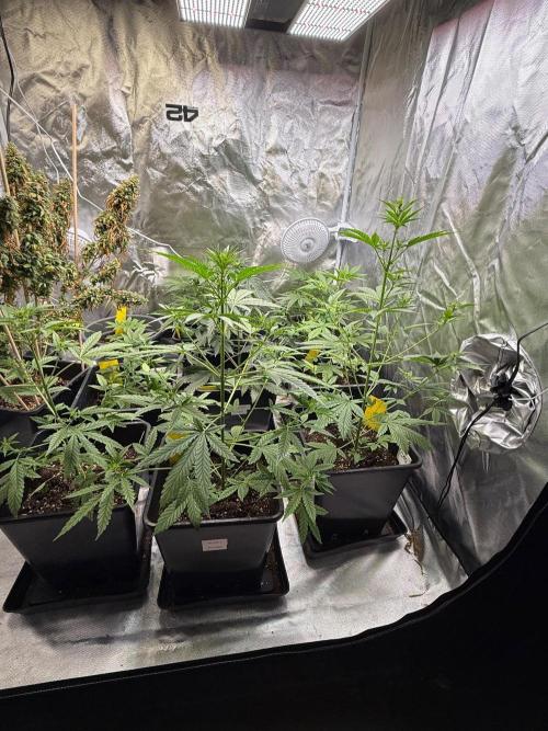 FastBuds x Medic grow test. Week 5