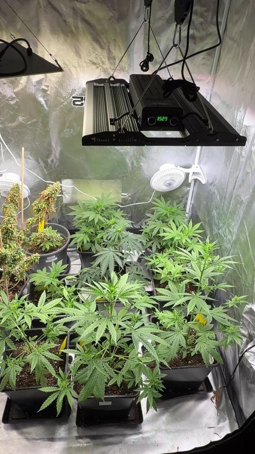 FastBuds x Medic grow test