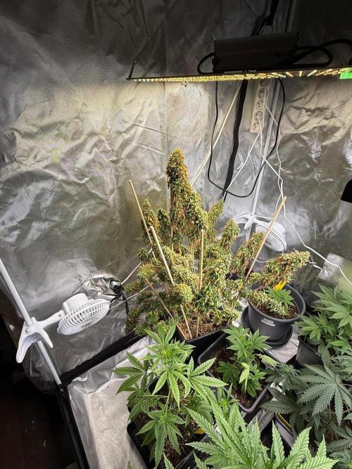 Gorilla Z auto / perpetual grow fastbuds. Week 13