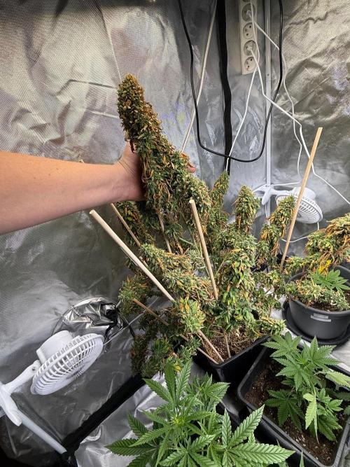 Gorilla Z auto / perpetual grow fastbuds. Week 13