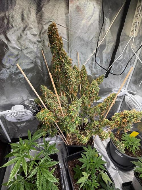 Gorilla Z auto / perpetual grow fastbuds. Week 13