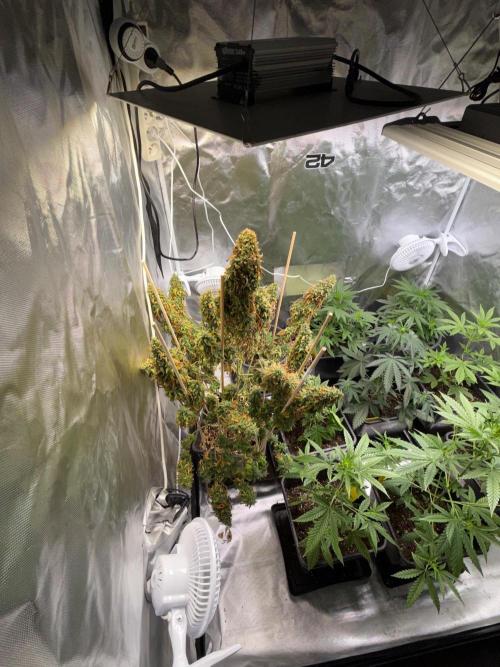Gorilla Z auto / perpetual grow fastbuds. Week 13