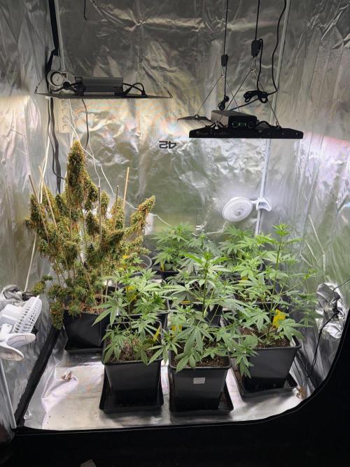 Gorilla Z Auto. Week 13