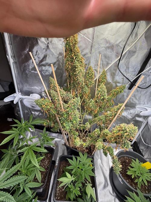 Gorilla Z auto / perpetual grow fastbuds. Week 13