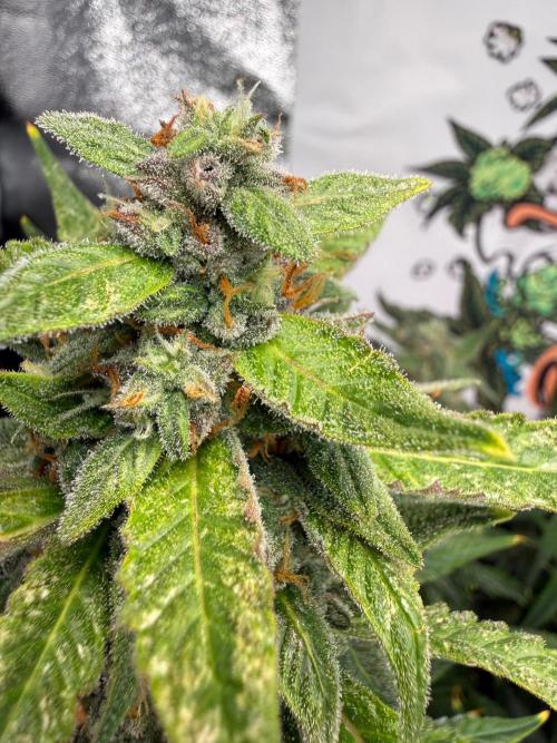 Fastbuds unreleased champions mix auto. Week 10