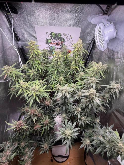 Fastbuds unreleased champions mix auto. Week 10