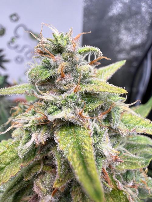 Fastbuds unreleased champions mix auto. Week 10