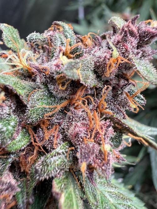Fastbuds unreleased champions mix auto. Week 10