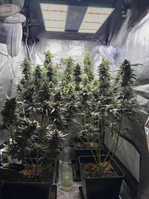Fastbuds unreleased champions mix auto. Week 10