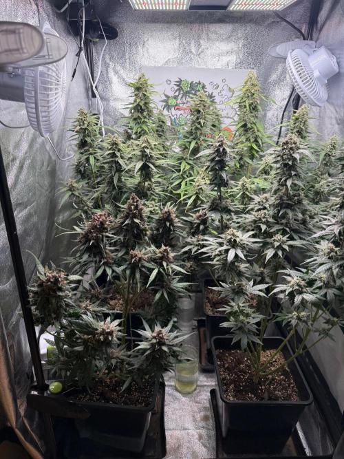 Fastbuds unreleased champions mix auto. Week 10