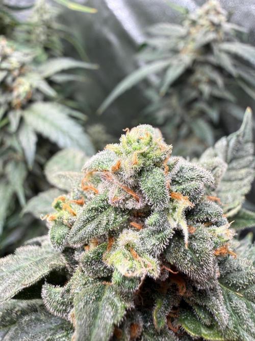 Fastbuds unreleased champions mix auto. Week 10