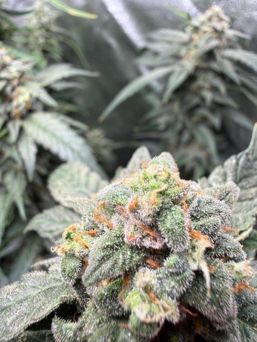 Fastbuds unreleased champions mix auto. Week 10