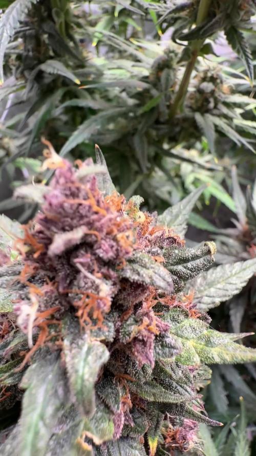 Fastbuds unreleased champions mix auto