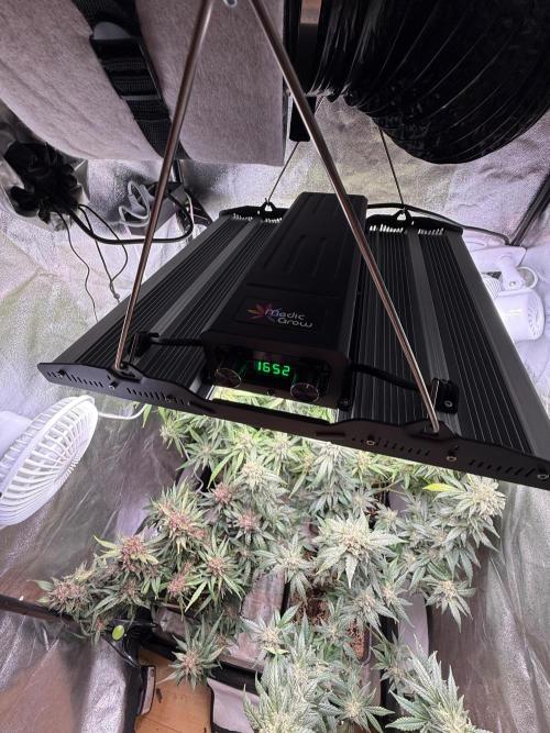 Fastbuds unreleased champions mix auto. Week 11