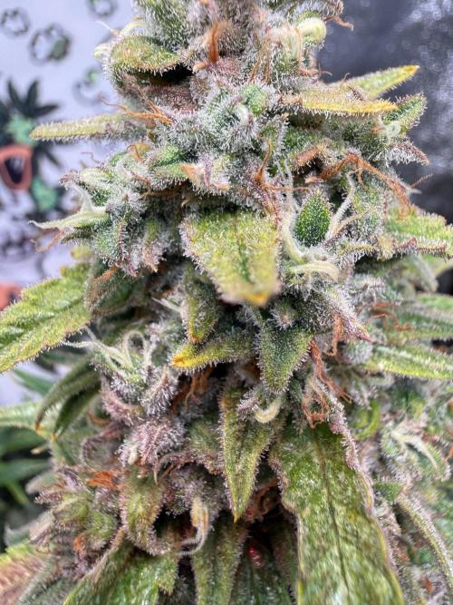 Fastbuds unreleased champions mix auto. Week 11