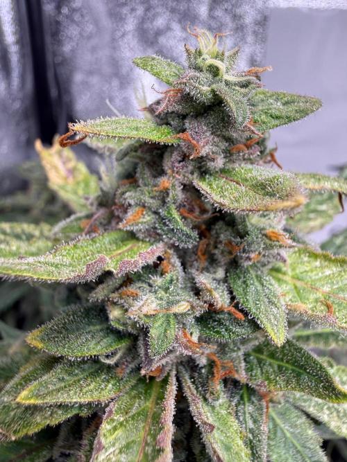 Fastbuds unreleased champions mix auto. Week 11