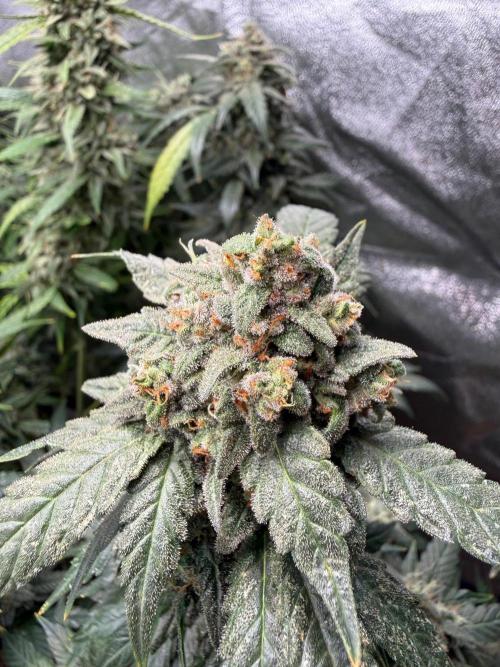Fastbuds unreleased champions mix auto. Week 11