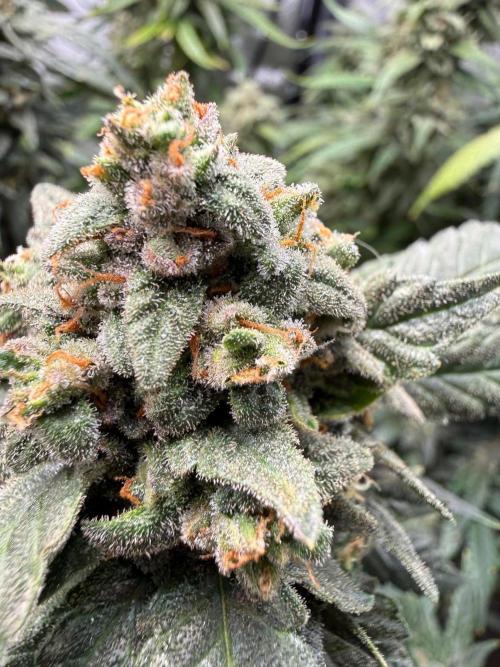 Fastbuds unreleased champions mix auto. Week 11