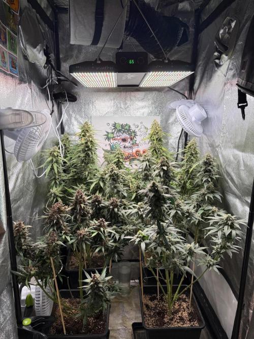 Fastbuds unreleased champions mix auto. Week 11