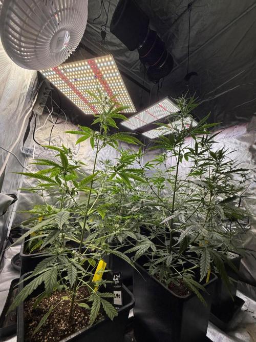 FastBuds x Medic grow test. Week 6